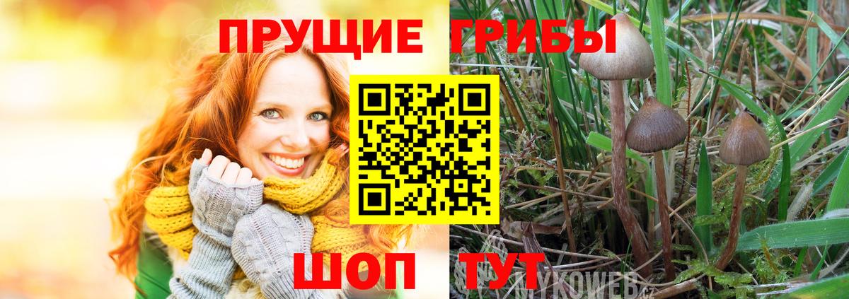 Скопин  Галлюциногенные грибы Cubensis  Вход с VPN 